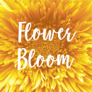 Flower bloom photo card